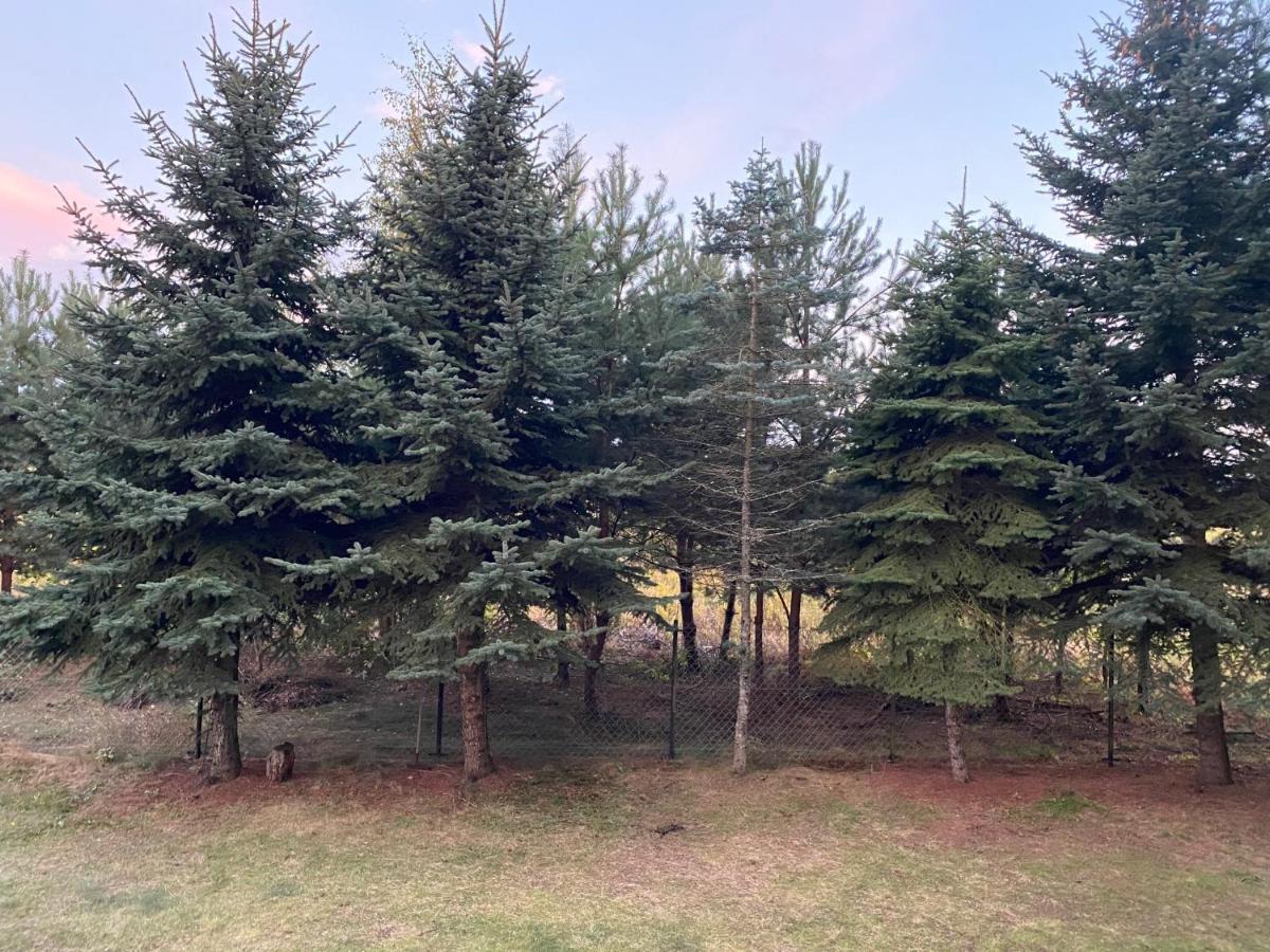 Dom Pod Sosnami Villa Rzewnie Esterno foto